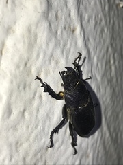 Lucanus mazama