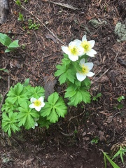 Trollius laxus