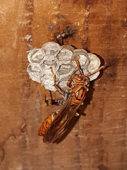 Polistes jokahamae