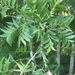 Western Soapberry - Photo (c) Lisa Travis, some rights reserved (CC BY-NC), uploaded by Lisa Travis