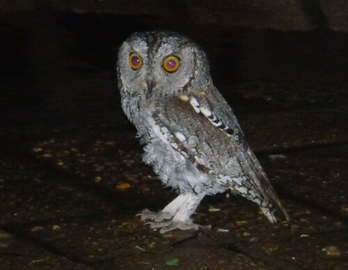 African Scops-Owl