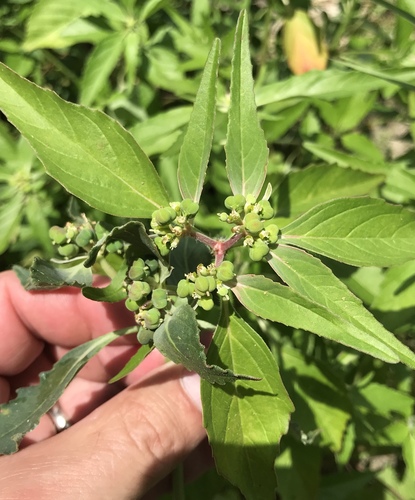 Euphorbia dentata iNat (1)