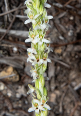 Platanthera yadonii