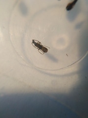 Malthodes marginatus