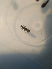 Malthodes marginatus