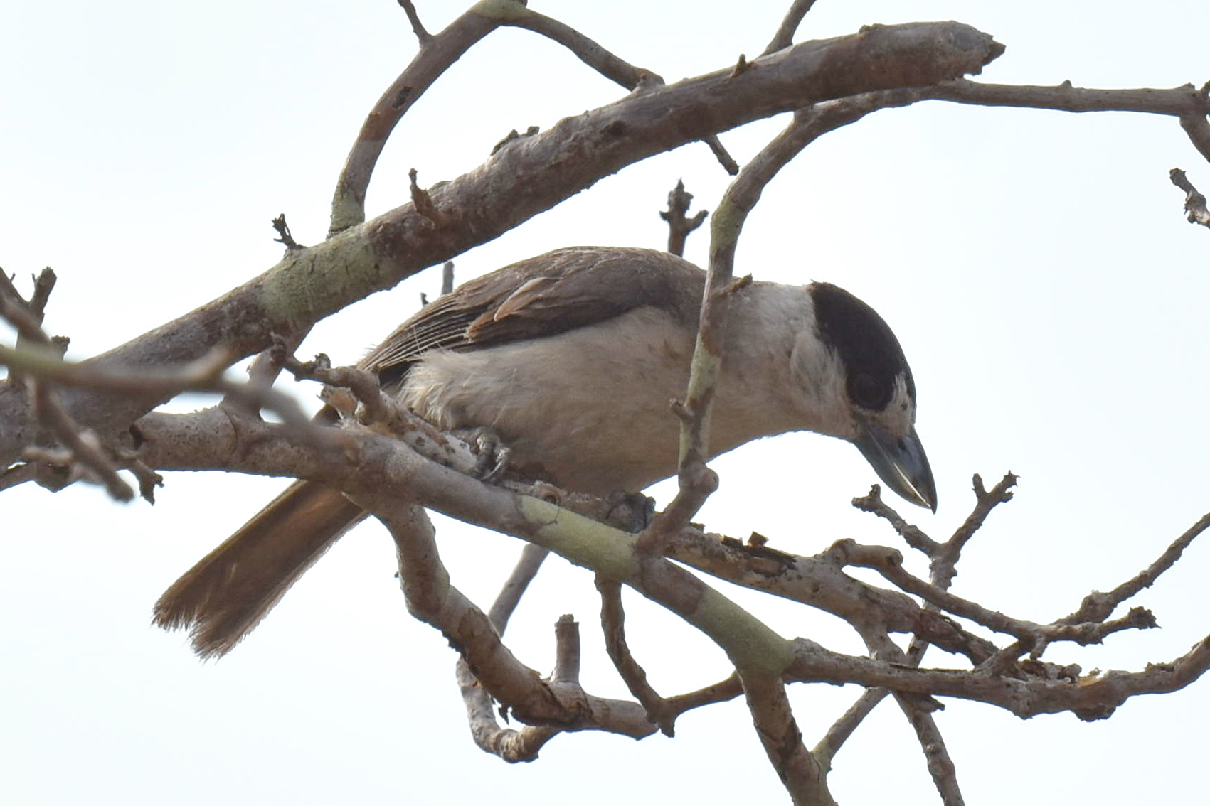 Lafresnaye's Vanga (Xenopirostris xenopirostris), photo 1
