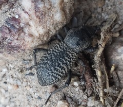 Cryptoglossa variolosa