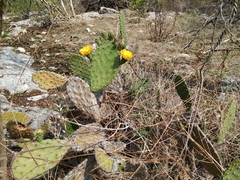 Opuntia deamii