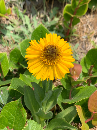Coastal Sneezeweed (Helenium bolanderi)