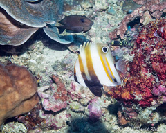 Coradion melanopus