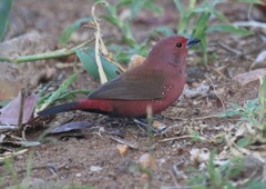 Jameson's Firefinch photo 5