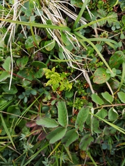 Botrychium lanceolatum