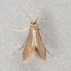 Schreckensteinia erythriella