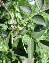 Zanthoxylum simulans