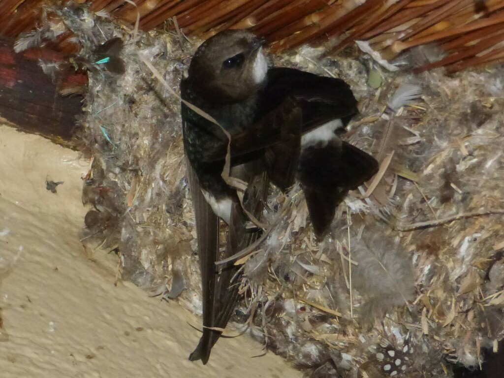 Apus affinis aerobates from Satara Rest Camp, Kruger National Park ...