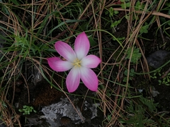 Zephyranthes fosteri