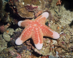 Choriaster granulatus