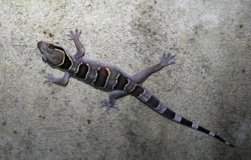 Banded Leaf-toed Gecko