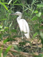 Egretta garzetta
