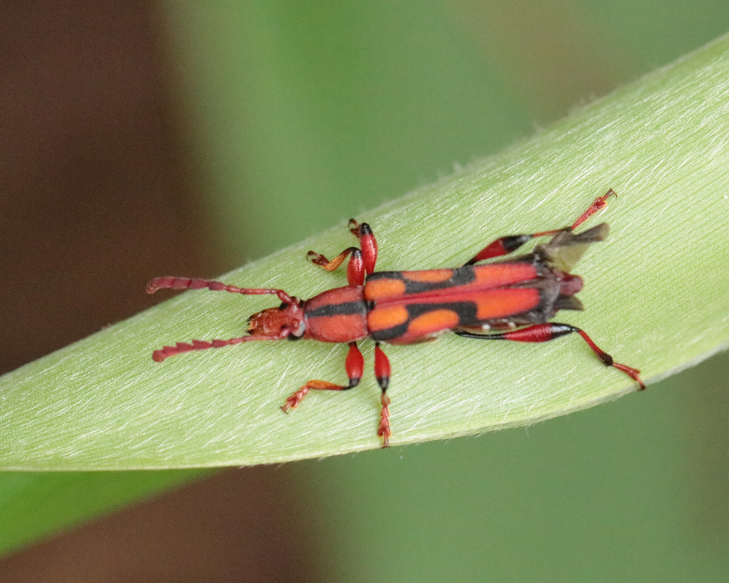 Neoregostoma coccineum