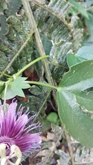 Passiflora choconiana