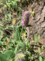 Agastache urticifolia