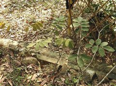 Millettia oraria