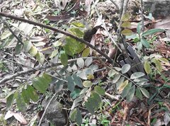 Millettia oraria