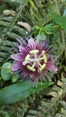 Passiflora choconiana