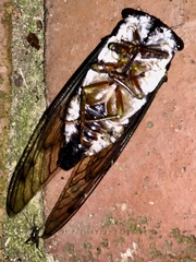 Neotibicen lyricen engelhardti