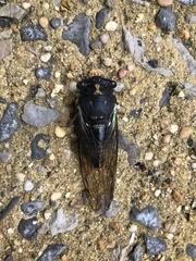 Neotibicen lyricen engelhardti