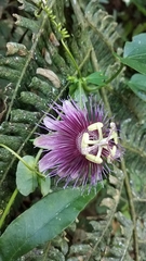 Passiflora choconiana