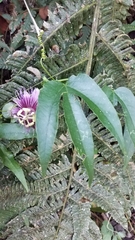 Passiflora choconiana
