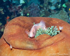 Amphiprion perideraion