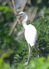 Egretta garzetta