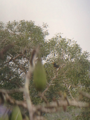 Pteroglossus pluricinctus