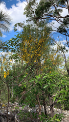 Acacia juncifolia