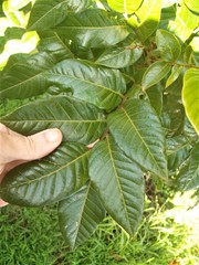 Alectryon excelsus grandis