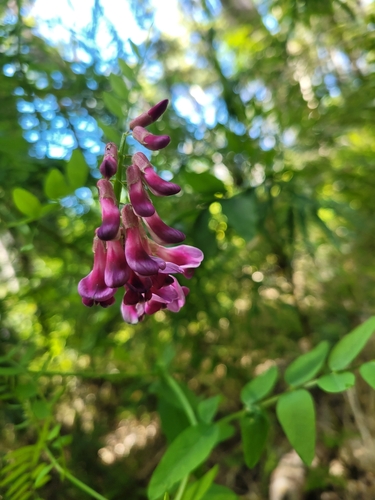 Image of Vicia nigricans by no rights reserved