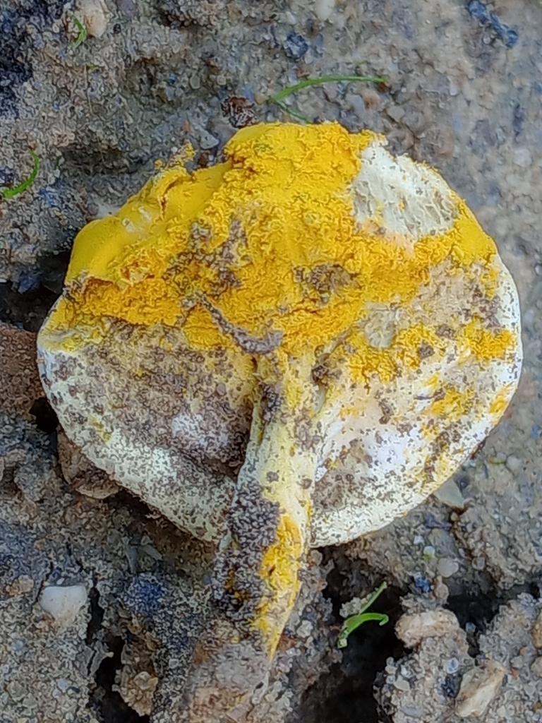Hypomyces microspermus