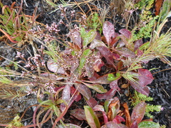 Limonium californicum