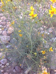 Bidens aurea