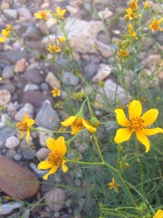 Bidens aurea