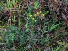 Senecio lividus