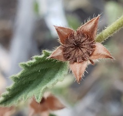 Malvastrum bicuspidatum