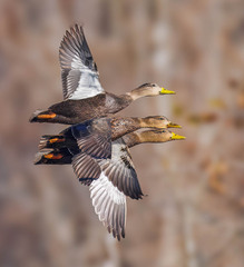 American Black Duck photo 6