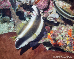 Heniochus chrysostomus