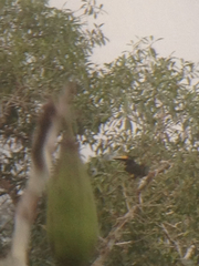 Pteroglossus pluricinctus