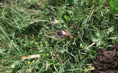 Saussurea iodostegia, photograph (c) Sinéad Tuttle-Lerner, some rights reserved (CC BY)