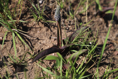 Image of Ledebouria asperifolia by (c) Suvarna Parbhoo Mohan, some rights reserved (CC BY-SA)